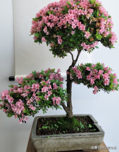 公認漂亮卻難養的“8種花”,你家有幾種? 公認漂亮卻難養的“8種花”,你家有幾種?