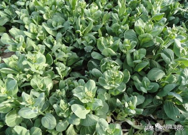 硼肥有多厲害?看看你就知道,講的很全面!(一) 硼肥有多厲害?看看你就知道,講的很全面!(一)