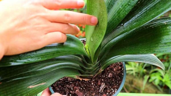 &OpenCurlyDoubleQuote;啤酒&rdquo;怎麼養花？做好一點，葉子&OpenCurlyDoubleQuote;又大又綠&rdquo;，花色嬌豔開不停