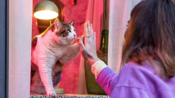 偶遇路中央喝水的流浪貓，大叔停車等候，畫面過暖