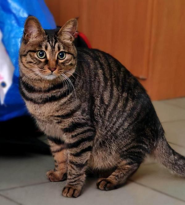 猛獸危險!“石虎”現身廣東,外貌像極家貓,常被人誤當貓咪飼養 猛獸危險!“石虎”現身廣東,外貌像極家貓,常被人誤當貓咪飼養