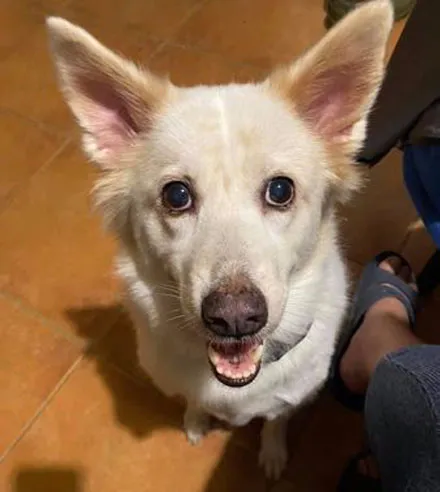 看它是短吻垂耳果斷領養,誰知狗子卻大變樣,主人笑:這是詐騙 看它是短吻垂耳果斷領養,誰知狗子卻大變樣,主人笑:這是詐騙