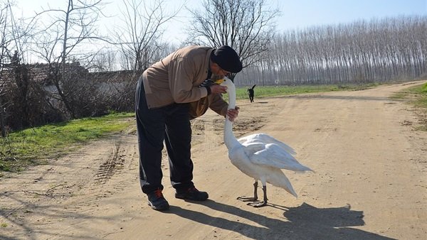 土耳其老爺爺和天鵝有了一段長達37年的友情，天鵝也懂得感恩