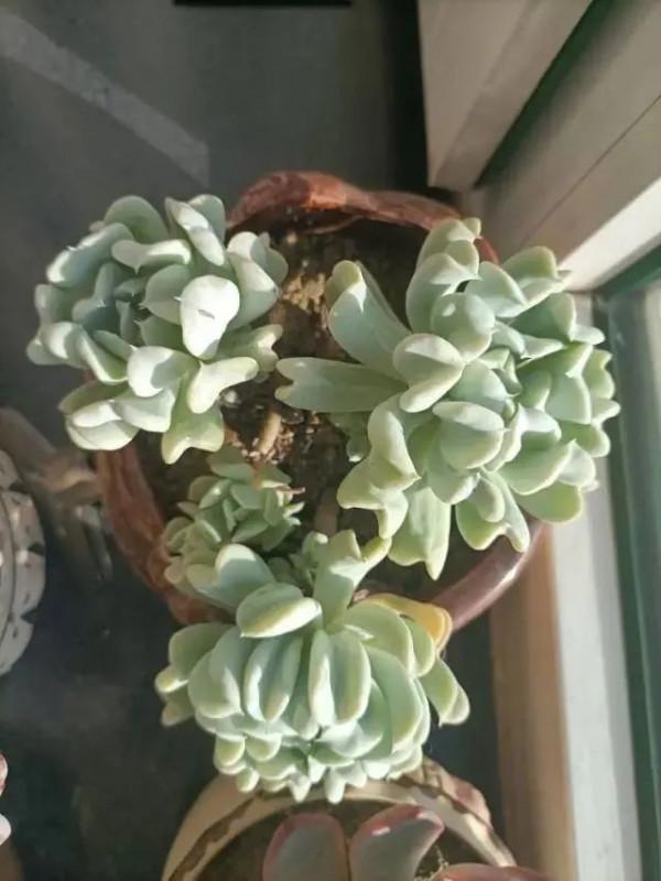 多肉，屬於我的小美好！願所有人的愛好都能被溫柔以待