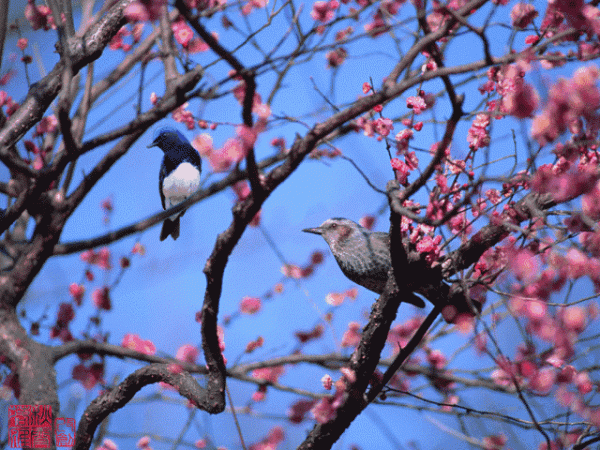 明日立冬，送你一組梅花圖，一首詩詞，願閤家團圓過暖冬
