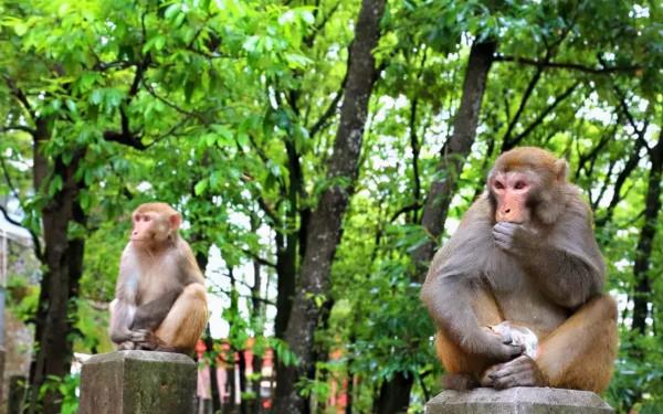 賞秋來這裡！什邡神瀑溝紅楓林金秋醉美風景上線~