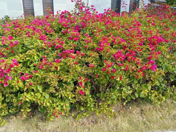 百看不厭的市花公園，不只有三角梅花，還有動物呦