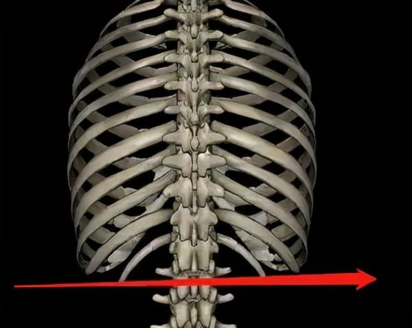 脊椎的精確定位及觸診技巧