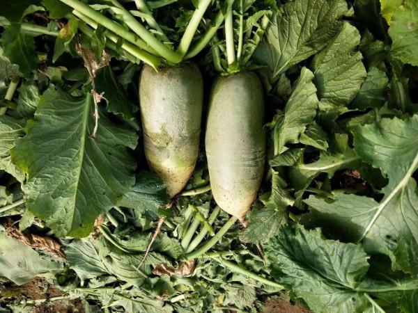 蘿蔔產量高不高,看看播種方法就知道,農戶以後要注意 蘿蔔產量高不高,看看播種方法就知道,農戶以後要注意