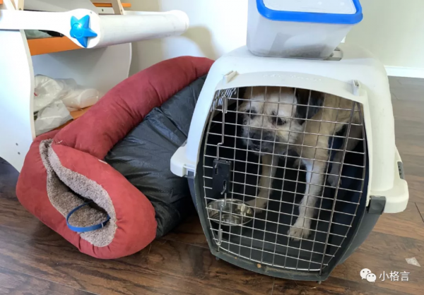 加拿大海關入境攜帶物品需要注意些什麼（下）