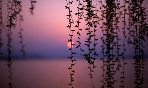 絕美西湖美景太美了