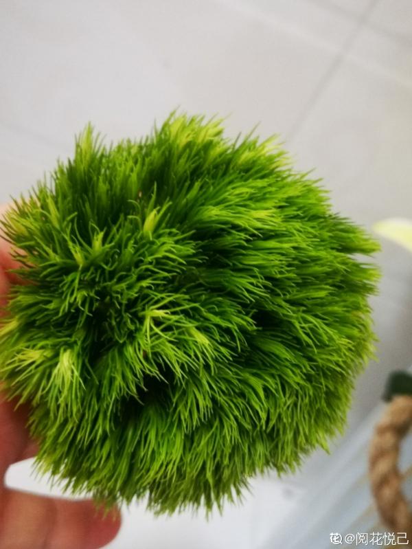 最近流行的簡約風綠色，這3種植物，納涼經典又好養