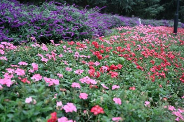 冬天的龍潭公園景色迷人