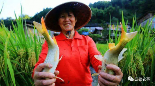 快看——稻田裡的那條魚