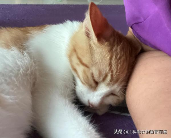 貓在可以安心睡覺的情況下,各種奇奇怪怪的睡姿就出現了 貓在可以安心睡覺的情況下,各種奇奇怪怪的睡姿就出現了