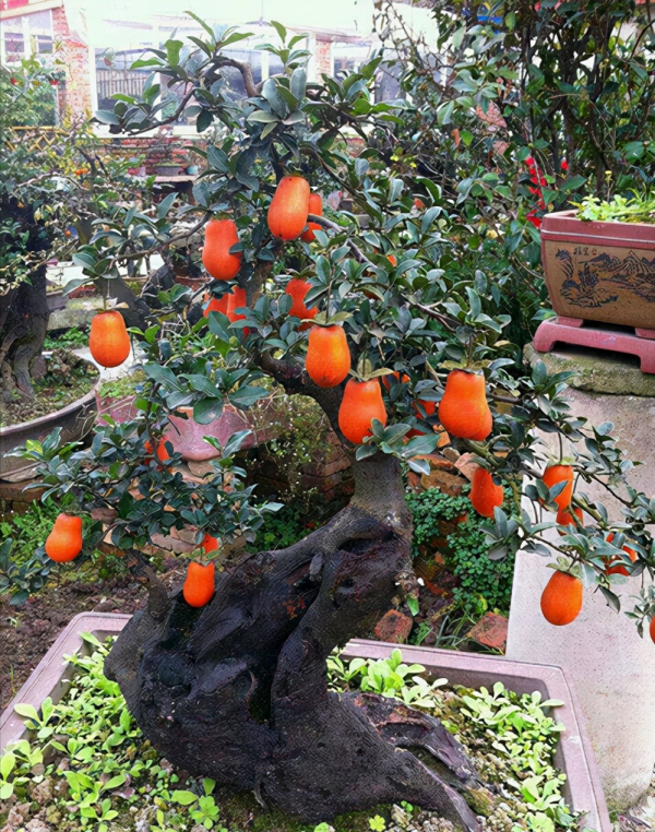 7種&OpenCurlyDoubleQuote;吉祥果&rdquo;家裡放一盆，鮮紅欲滴真可愛，喜氣洋洋顯&OpenCurlyDoubleQuote;富貴&rdquo;