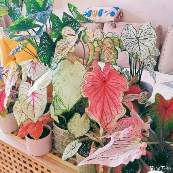 1種綠植特上檔次，葉子五彩斑斕，像打翻了調色盤