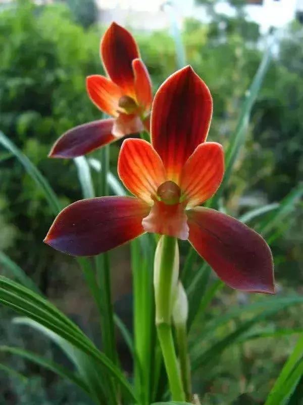 分享圖片：大紅精品蘭花66款