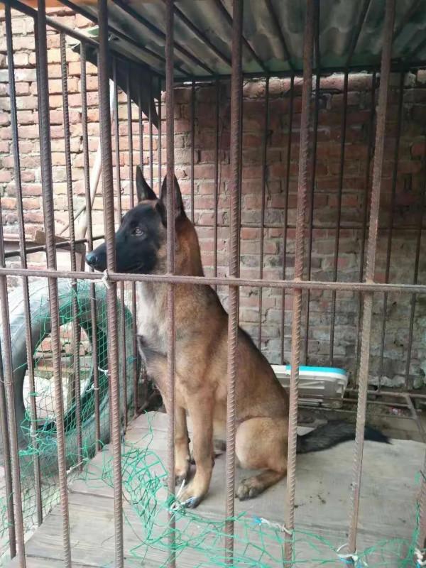 我的養狗史 我的養狗史