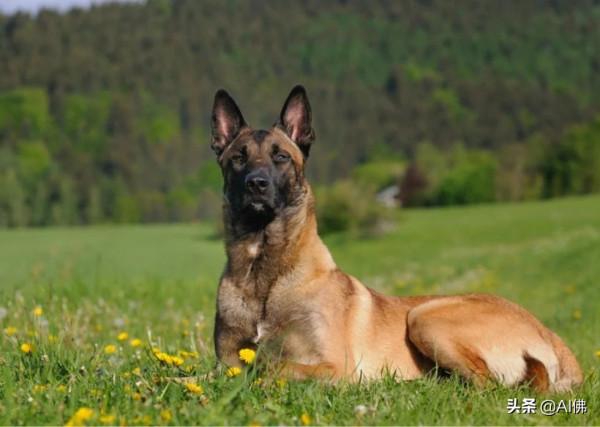 世界上跑得最快的狗 世界上跑得最快的狗