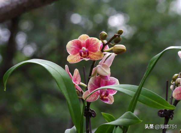 花中極品蝴蝶蘭 花中極品蝴蝶蘭