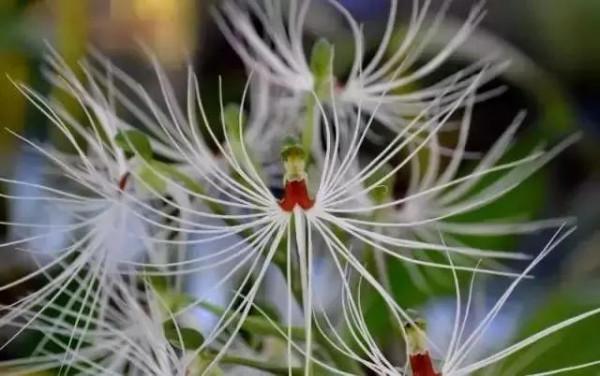 世界上100種奇花，你見過的有哪些