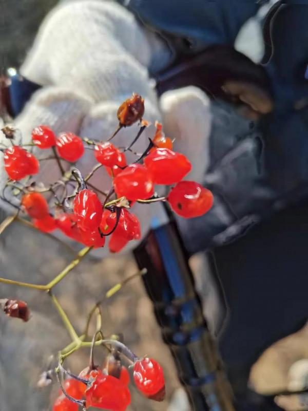 宣化紅一師老戰友遊走大明宣府青邊口，晚秋景色亦迷人