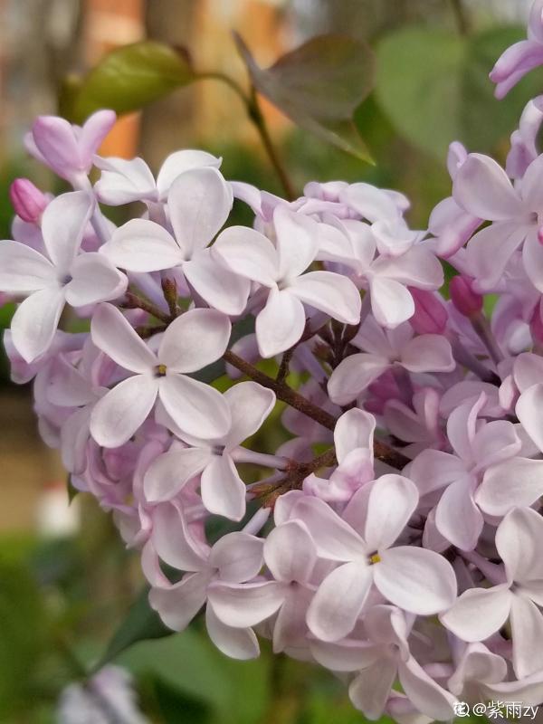 10種花,零下10℃也能過冬,長勢一點不輸南方 10種花,零下10℃也能過冬,長勢一點不輸南方