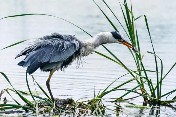 蒼鷺的捕魚生活 蒼鷺的捕魚生活