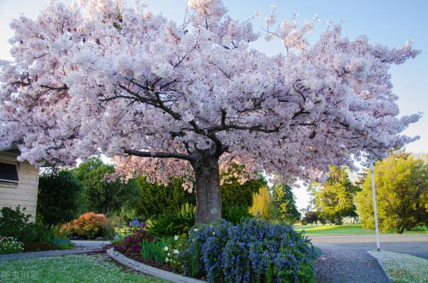 美景的初戀 美景的初戀