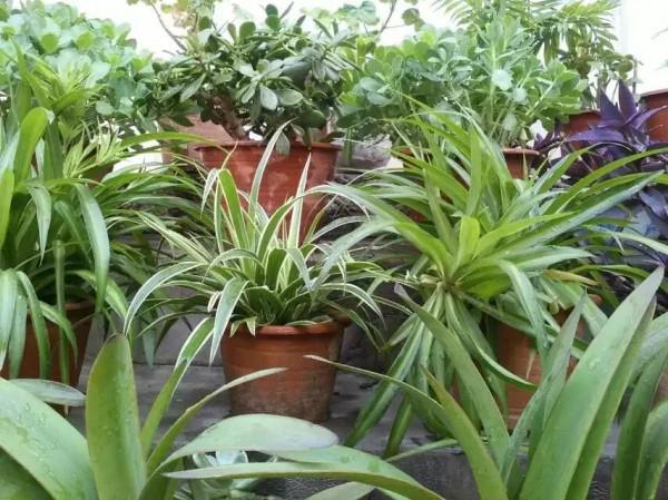 這一年 我的花花草草 驚豔了我的小院 驚豔了我的心