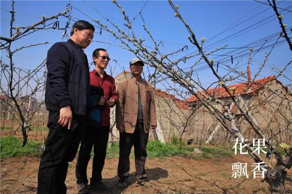 平均糖度11.8%,高價位下的秋月梨隱患 平均糖度11.8%,高價位下的秋月梨隱患