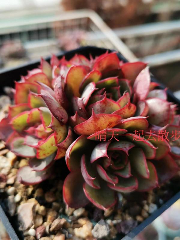 我言秋日勝春朝