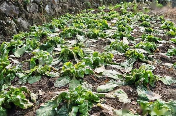 都說低溫影響種子出苗,影響究竟有多大?看了你就知道了 都說低溫影響種子出苗,影響究竟有多大?看了你就知道了