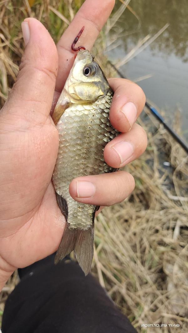 「十週年」野釣小河溝，大爺送鯽魚，這次終於找到了大爺的快樂