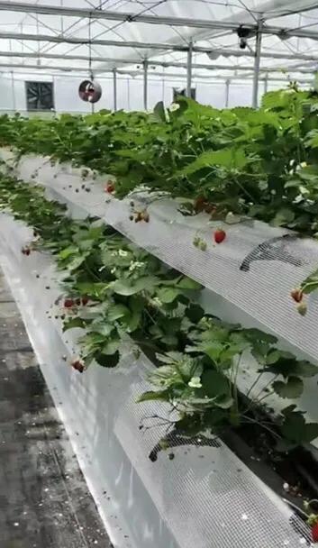 高架栽培,草莓種植新方向 高架栽培,草莓種植新方向