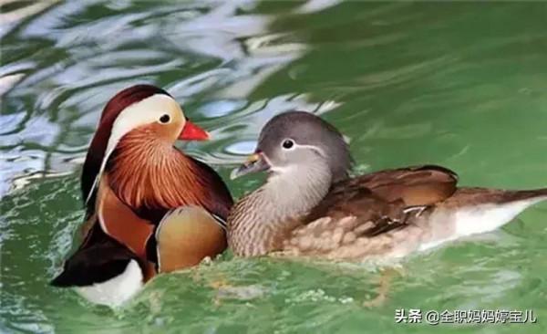 分享——比翼鳥