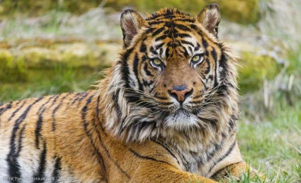 最喜歡的兩種貓科動物，美洲豹與蘇門答臘虎