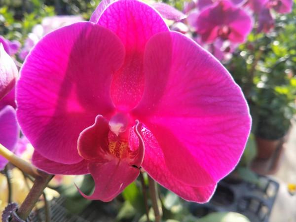 往事只能回味 往事只能回味