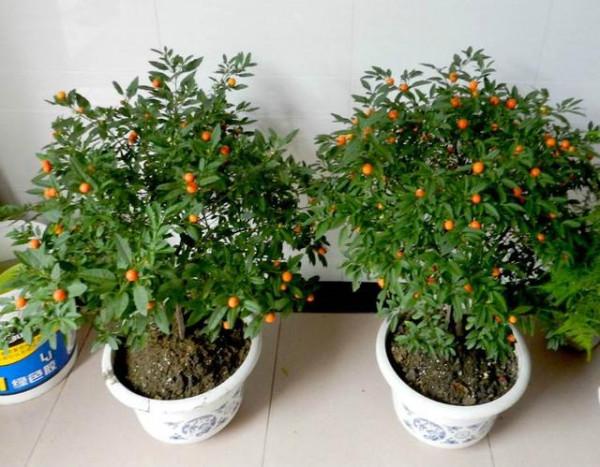 六種帶&OpenCurlyDoubleQuote;毒&rdquo;的花，家裡經常養，越漂亮毒性越大，你養過幾種？