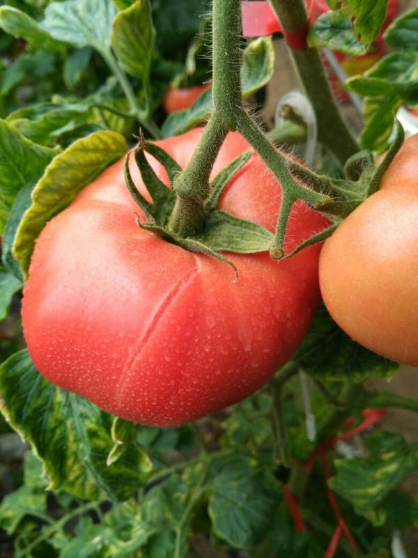 番茄為什麼會裂果？為什麼會出現縱裂和橫裂？如何高效避免裂果？