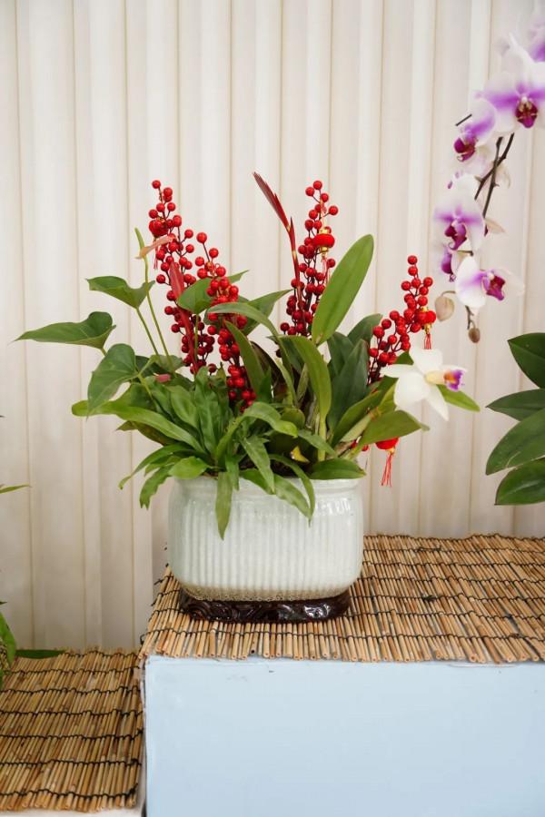 年宵花卉組合盆栽觀賞圖鑑～丨小葉子陪你過大年