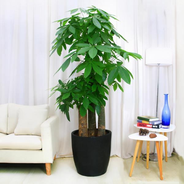 九大“健康花”,建議大家養一盆,乾淨漂亮又吉祥 九大“健康花”,建議大家養一盆,乾淨漂亮又吉祥