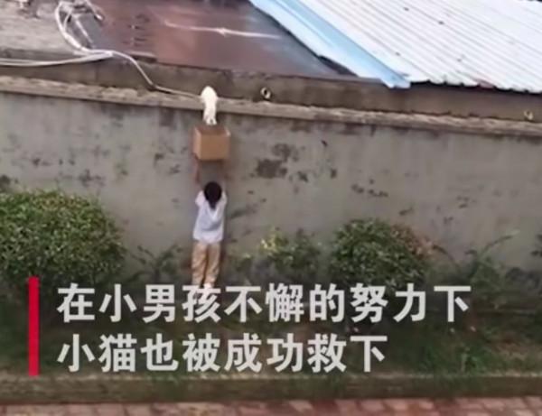 白貓被困高牆，男孩雙手舉紙箱救貓，網友：比追著打貓的熊孩子帥