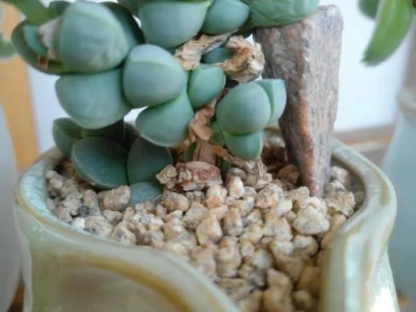 寒露已過,養多肉這些“大動作”可以開搞了,錯過就要等到明年春 寒露已過,養多肉這些“大動作”可以開搞了,錯過就要等到明年春