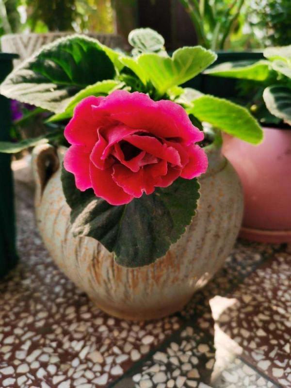 家裡光照少,可以養12種“陰性花”,“半陰地”更利於生長 家裡光照少,可以養12種“陰性花”,“半陰地”更利於生長