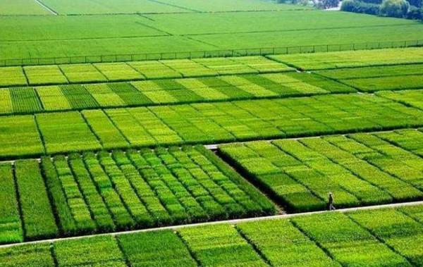 “中國農業產業商城”帶動西南農產品走向全球