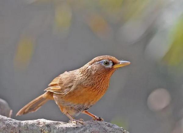 分享鳥類圖片-畫眉鳥