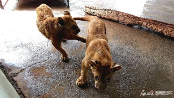 首次繁育成功！新疆天野兩隻長頸鹿寶寶將在國慶節期間亮相