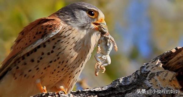 體型最小的猛禽——紅隼